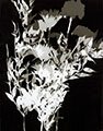 PHOTOGRAMS FROM PAPER FLOWERS